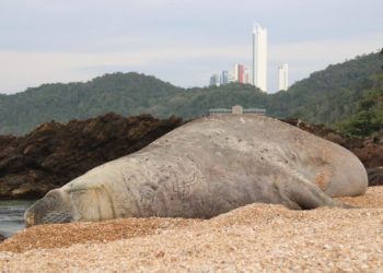 Balneário Camboriú recebe visita de elefante marinho
