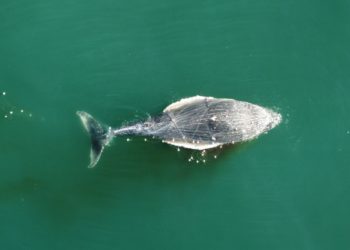 Baleia presa em rede de pesca encalha e morre em Praia de Florianópolis