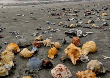 Conchas chamam atenção no alargamento da praia central de Balneário Camboriú