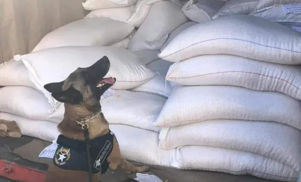 Receita Federal apreende 128 kg de cocaína em carga de milho no Porto de Itajaí