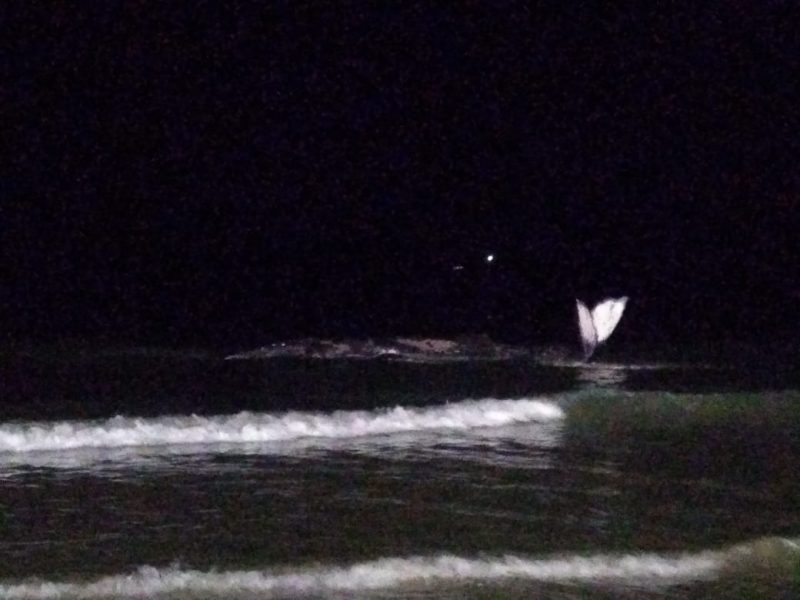 Baleia encalhada é encontrada por pescadores na Praia da Lagoinha