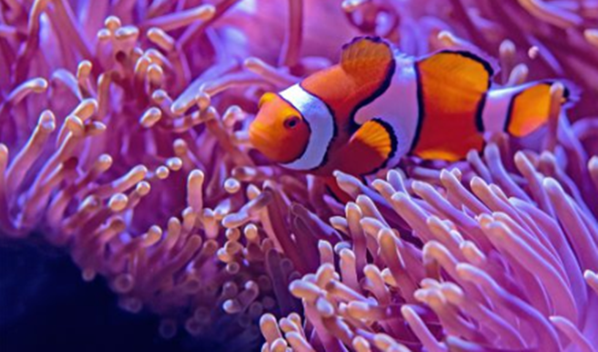 Vídeos no canal do Oceanic Aquarium alcançam cerca de 40 mil visualizações