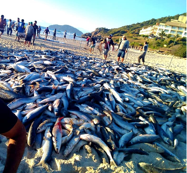 Temporada da tainha começou há pouco e já surpreendeu os pescadores
