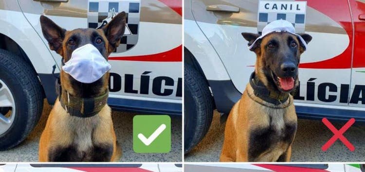 Cães da Defesa Civil e PM ‘usam’ máscara para alertar população