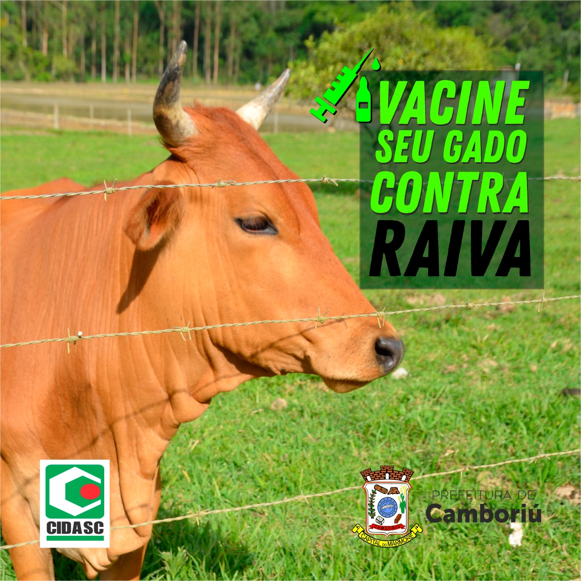 Produtores de Camboriú devem vacinar gado contra a raiva