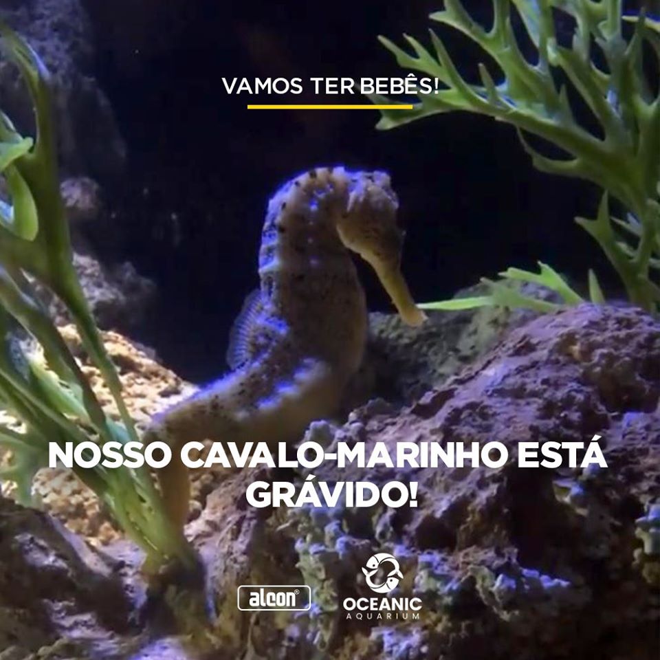 Cavalos marinhos nasceram no Oceanic Aquarium em Balneário Camboriú