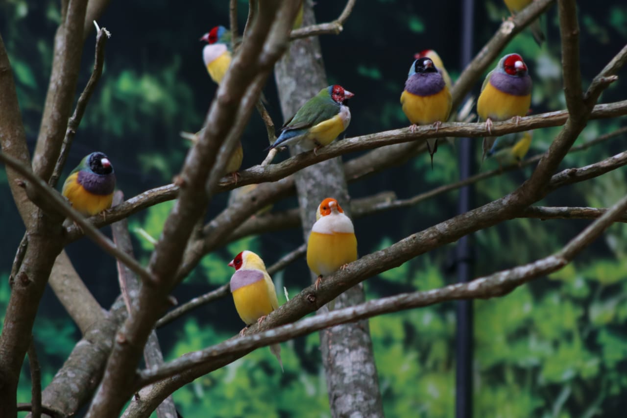 ‘Imersão Oceania’ é a nova atração do Oceanic Aquarium