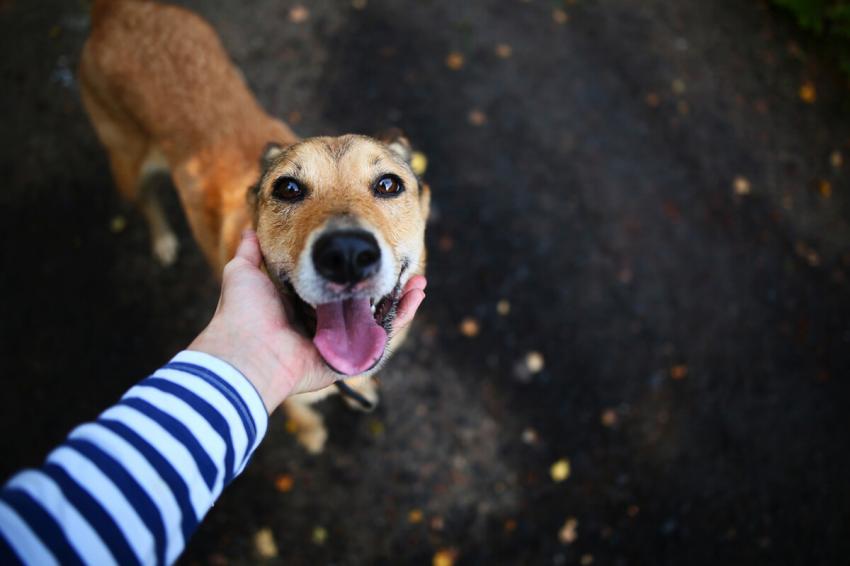 Aprovado PL que institui o Programa Banco de Ração, Medicamentos e Utensílios para Animais
