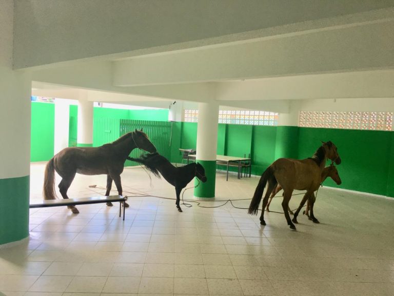 VÍDEOS: Cavalos chegam antes dos alunos para o retorno das aulas presenciais em Camboriú