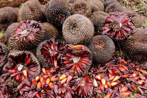 Faltam seis dias para liberação da colheita do pinhão