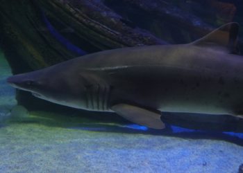 Oceanic Aquarium inaugura passarela de vidro suspensa sobre habitat dos tubarões