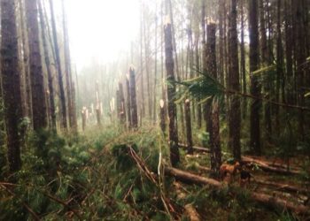 Possíveis tornados atingem áreas de reflorestamento em Santa Catarina