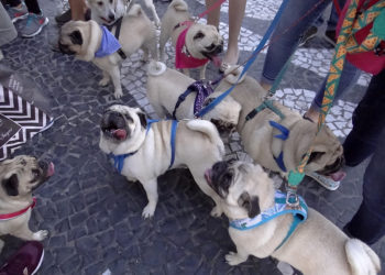 Cãominhada percorre ruas centrais de Balneário Camboriú neste sábado