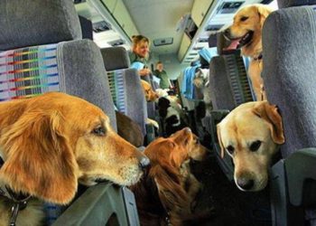Projeto autoriza transporte de animais de pequeno e médio porte em ônibus em SC