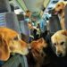 Projeto autoriza transporte de animais de pequeno e médio porte em ônibus em SC