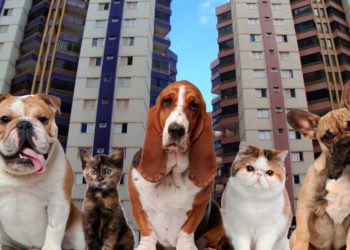 Aprovada nova lei sobre animais de estimação em condomínios; saiba o que muda