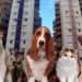 Aprovada nova lei sobre animais de estimação em condomínios; saiba o que muda