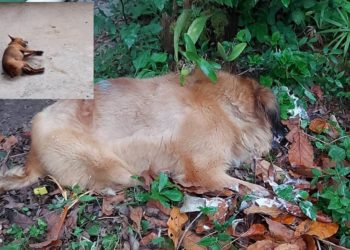 Cães morrem após serem envenenados no interior de Camboriú