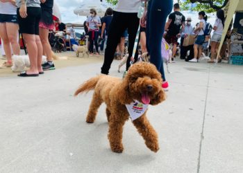 Dicas para cuidar do animal de estimação durante o Réveillon