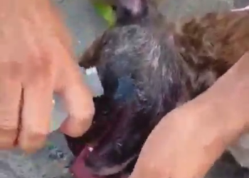 RESGATE DRAMÁTICO DE CACHORRO QUE FICOU TRANCADO DENTRO DE UM CARRO EM BALNEÁRIO CAMBORIÚ.