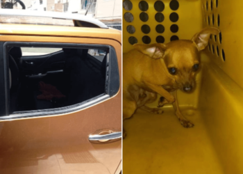 Guarda municipal resgata cãozinho após ficar trancado 4 horas dentro de carro