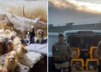 PM fecha cativeiro de cães de raça em situação de maus-tratos