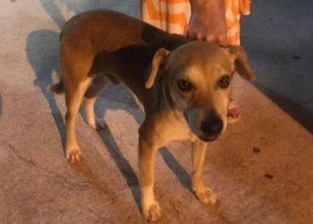 Cão resgatado no réveillon de Balneário Camboriú ganha nome