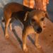 Cão resgatado no réveillon de Balneário Camboriú ganha nome