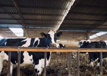 Serviço de Inspeção Municipal alerta para perigos do consumo de leite cru e derivados