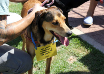 Programa Abraço Animal de BC resgata mais de 1.600 animais em um ano