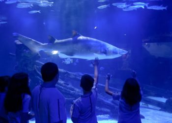 Grupo Oceanic recebe mais de 2 mil alunos em comemoração ao Dia Nacional da Alegria