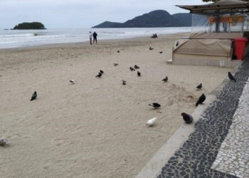 Centro de Controle de Pragas Urbanas orienta sobre concentração de pombos em BC