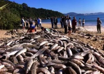 Temporada da Pesca da Tainha inicia em Balneário Camboriú com restrições