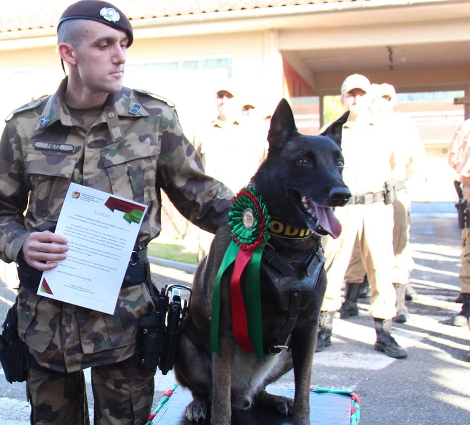 Cão Odin se aposenta do Canil do 14º BPM