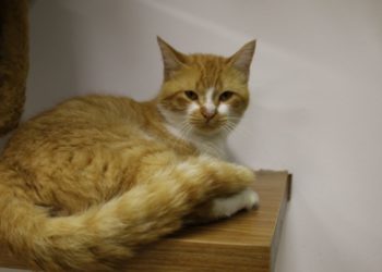 Projeto Adote um Gato tem novos felinos para adoção na Casa da Família