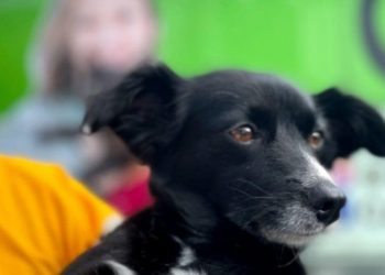 FUCAM realiza mais um mutirão de castração em Camboriú