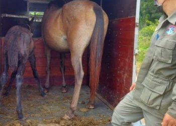 Camboriú agora tem base do GOR