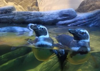 Promoção ‘Te amo até debaixo d’água’