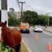 Camboriú realiza Operação Resgate e recolhe oito cavalos em dois dias