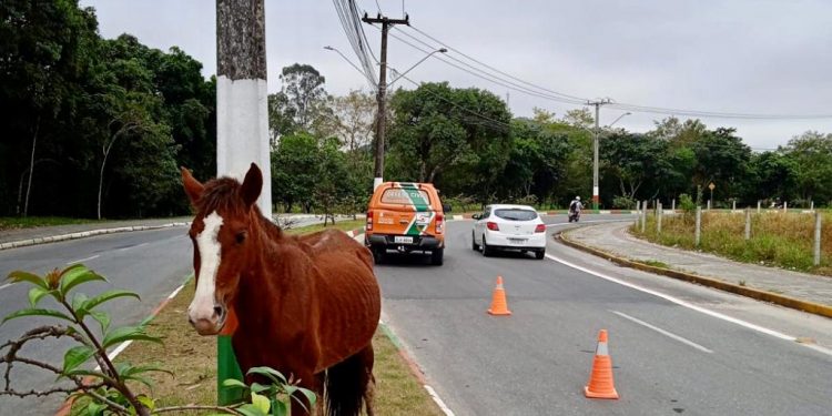 Operação Resgate recolhe oito cavalos