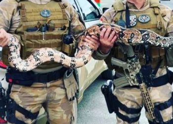 Foragido é preso com uma jibóia de 3 metros em Camboriú