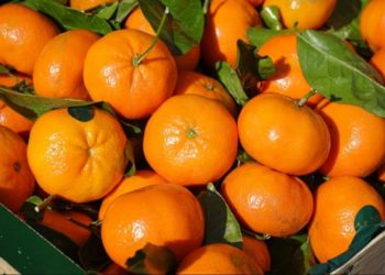 Conheça a Clemenules, fruta coroada como rainha das tangerinas