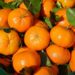 Conheça a Clemenules, fruta coroada como rainha das tangerinas