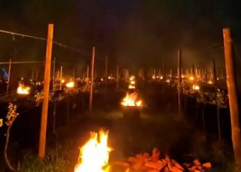 Mar de fogueiras salvam vinhedos da geada na Serra Catarinense