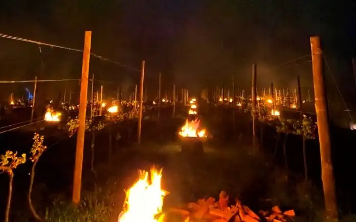 Mar de fogueiras salvam vinhedos da geada na Serra Catarinense