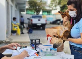 Bairro Santa Regina em Camboriú recebe mutirão de castração