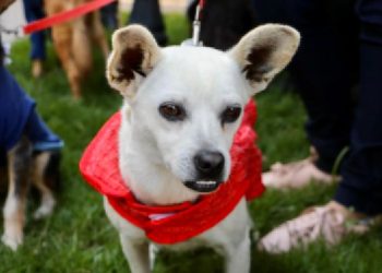 Dia Mundial dos Animais: mais de sete mil resgates em três anos