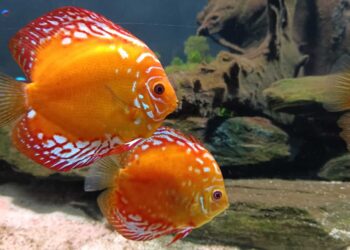 Black November do Grupo Oceanic