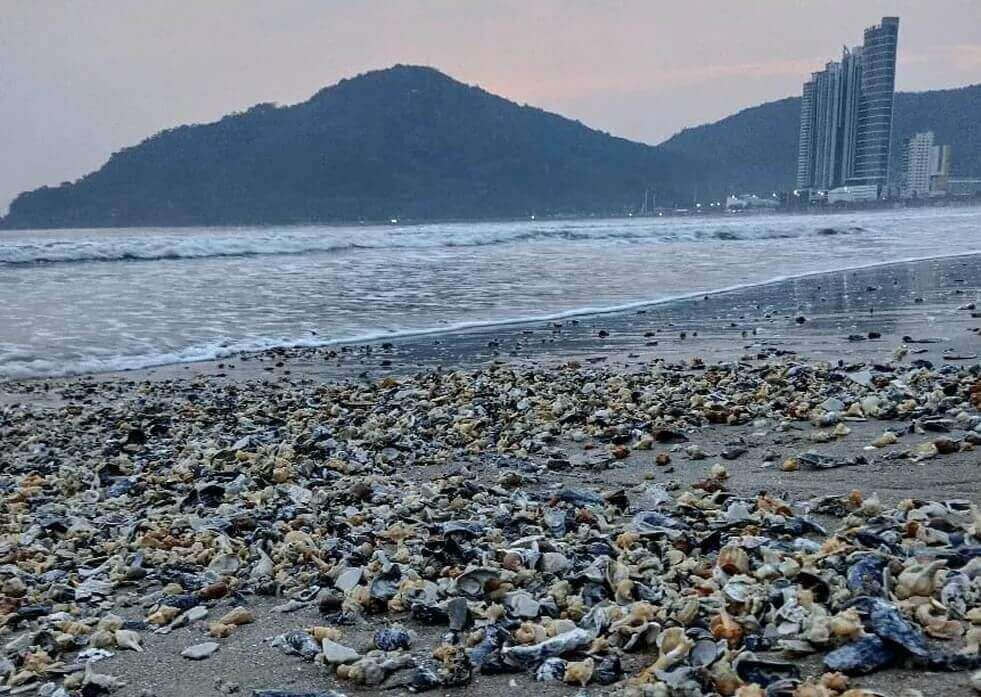 Conchas em Balneário Camboriú