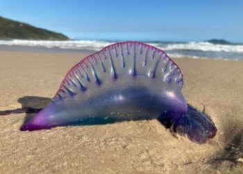 O que fazer em caso de queimadura por Caravelas-portuguesas